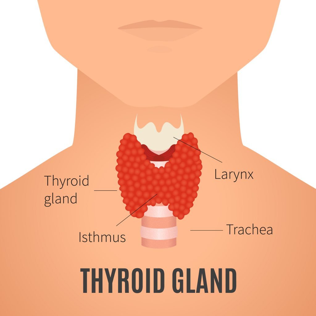 thyroid